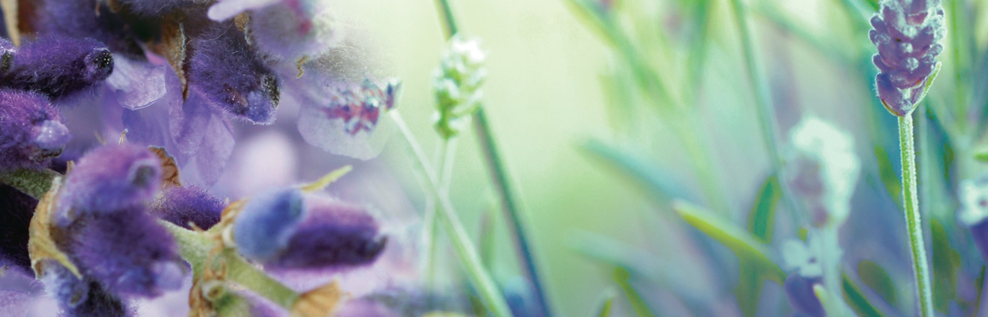 The Rubbermaid Commercial TCell™ 2.0 odor control system refills dispense a consistent level of high quality fragrance for up to 45 days.